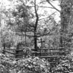 Могила инокосхимницы Феклы. Фото С. Лотырева (1995)