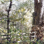 Могила инокосхимницы Феклы. Фото С. Шилова (1997)