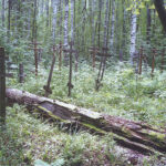 Кладбище скита «Смольяны». Фото С. Шилова (1997)